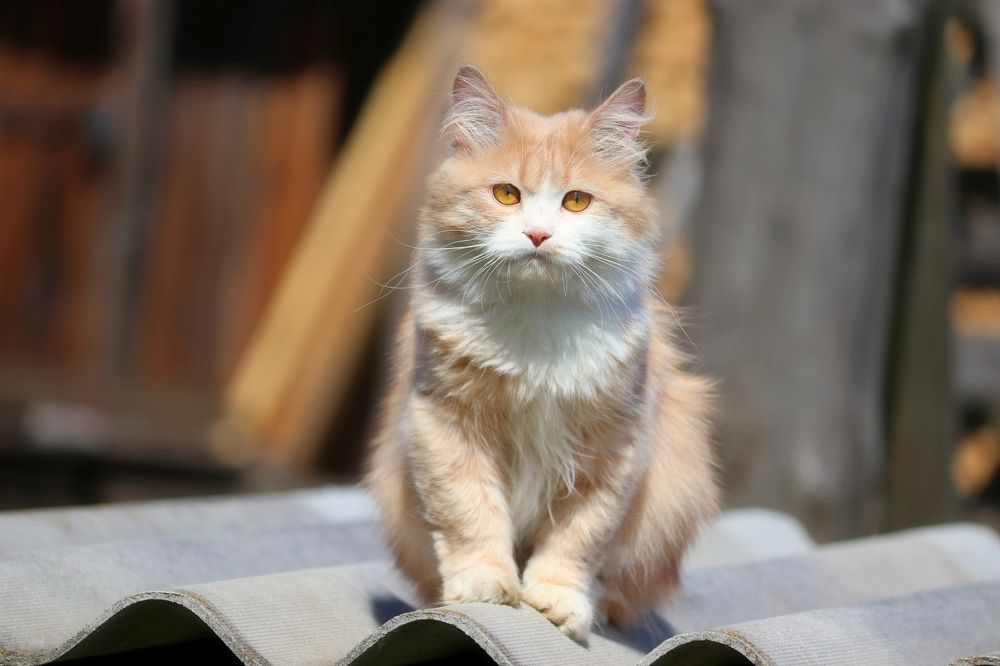 Грустная Боня