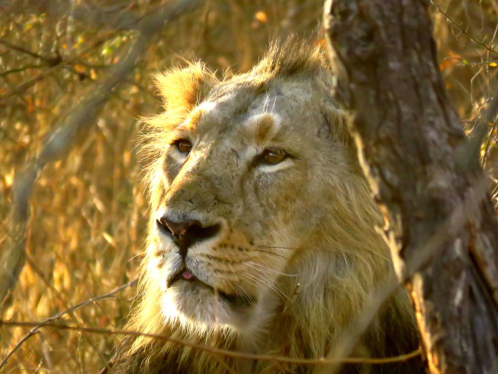 Male lion quietly looks on