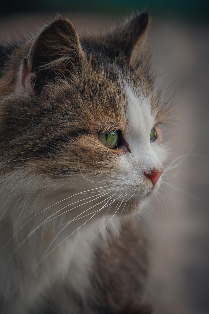 Photograph by Andrei Naliahach