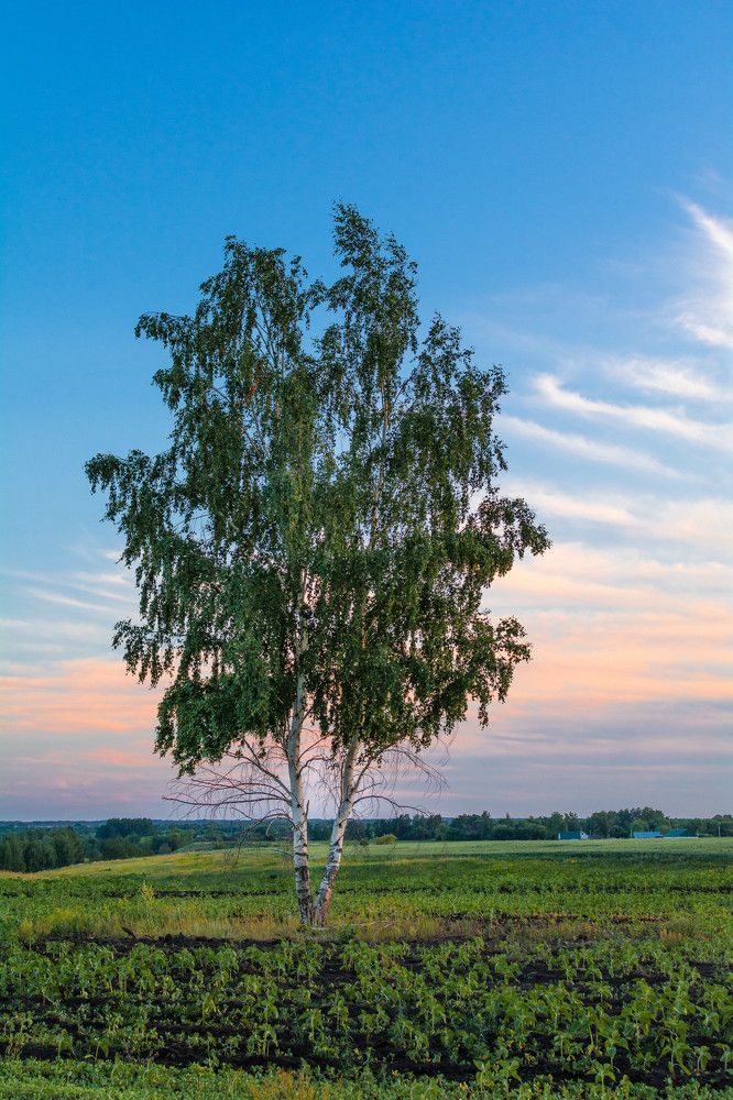 Photograph by Людмила Прибылова