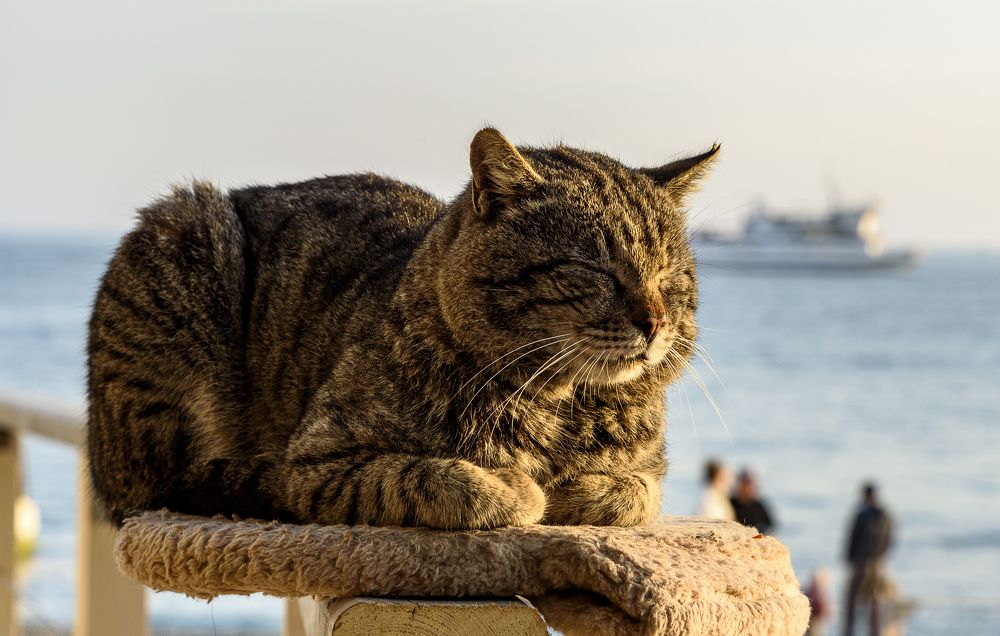 Photograph by Дмитрий Садов