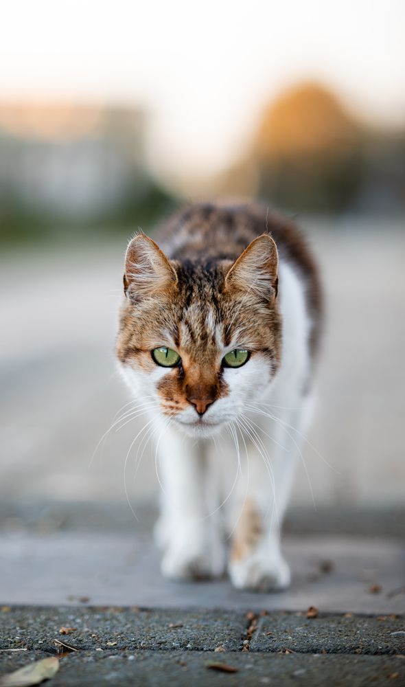 Photograph by Игорь Еремеев