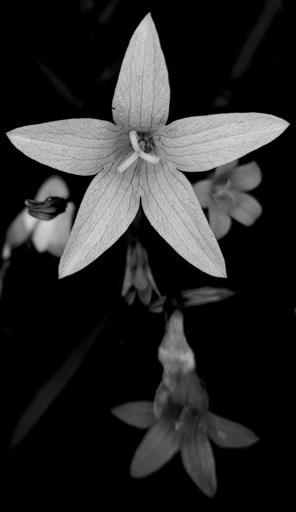 Photograph by Елена Попова