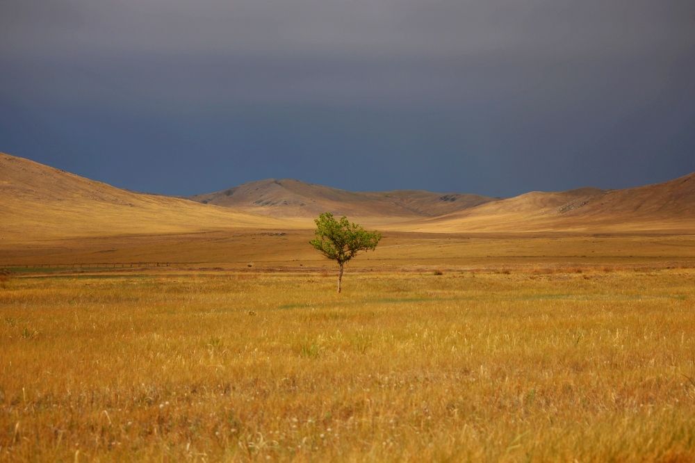 Одинокое дерево в степи