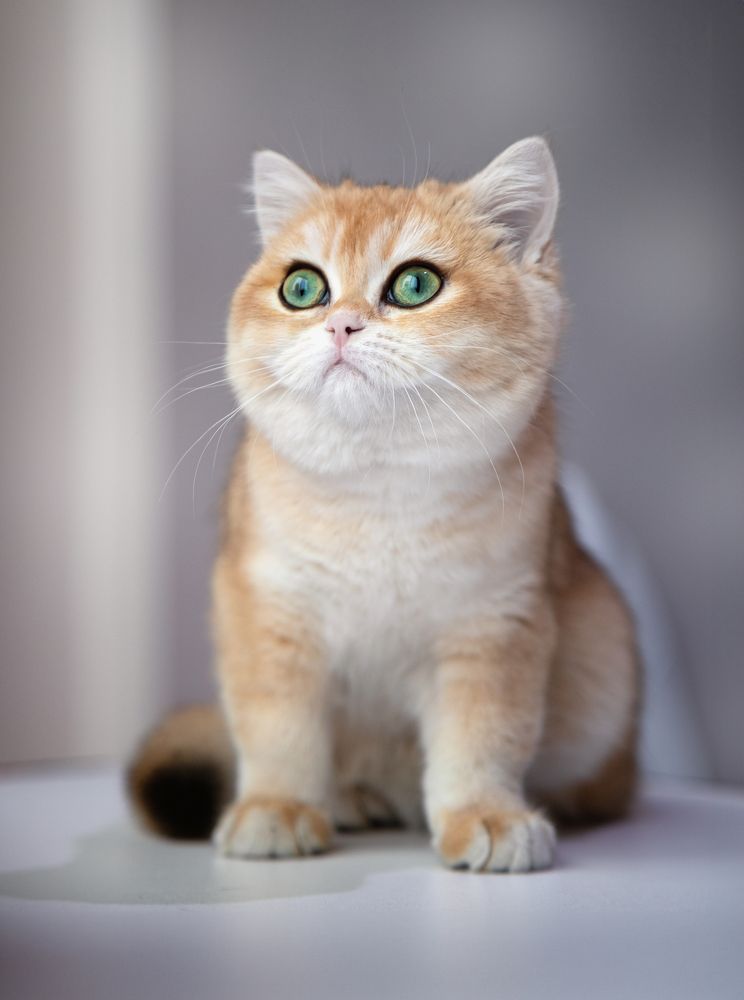 Фотография автора Карина Сагитова