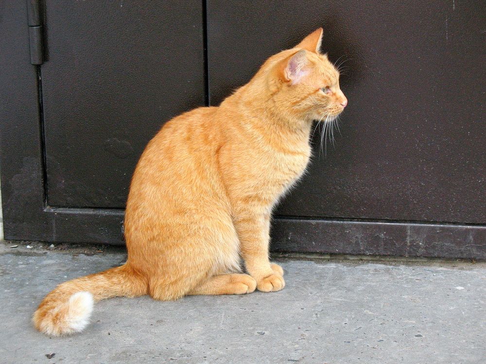 Откройте двери!