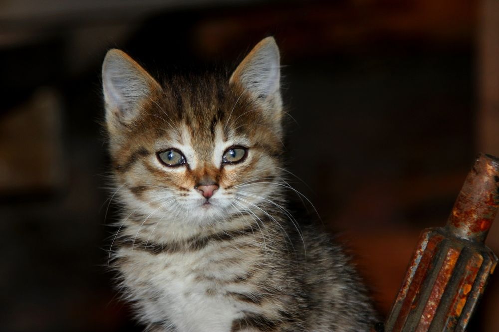 Маленький помощник