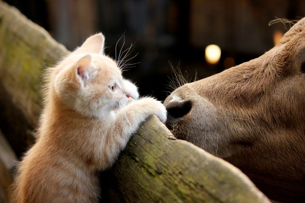 Первое знакомство