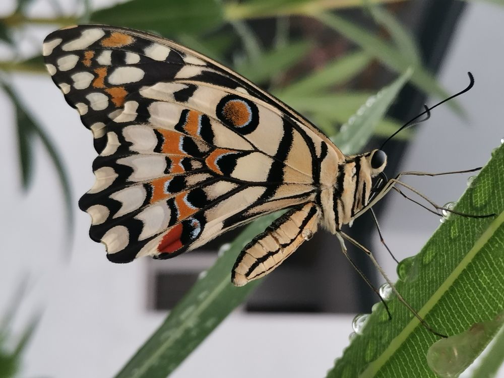 Photograph by Anil Yadav