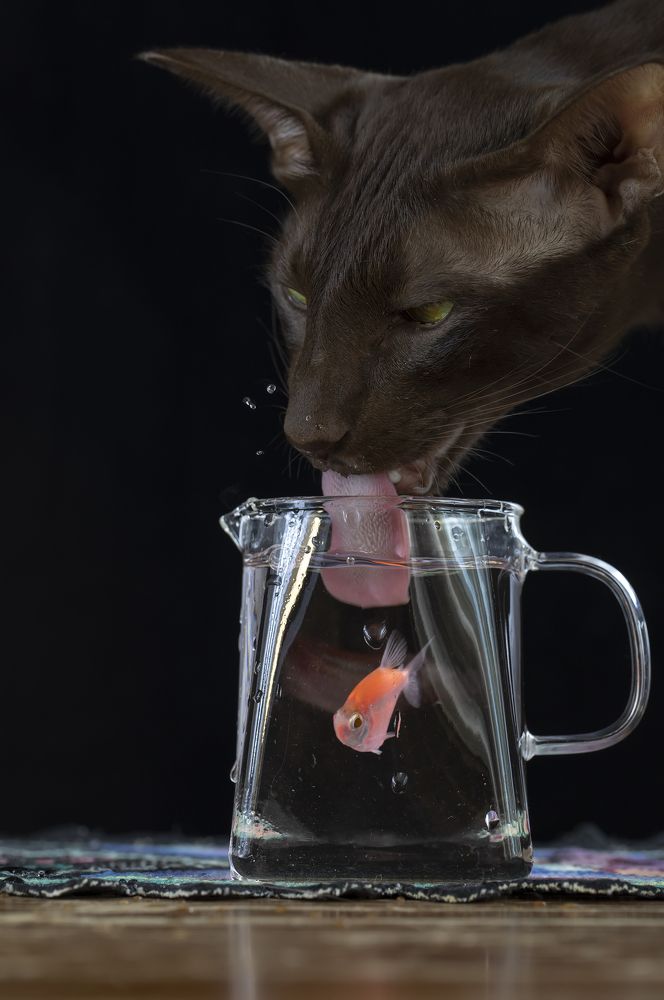 Photograph by Tatyana Fedenkova