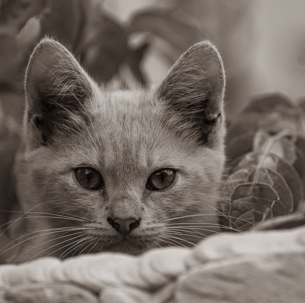Photograph by Сергей Басов