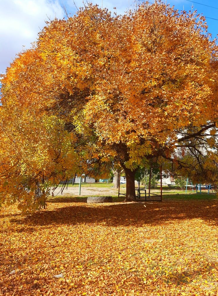 Золотая осень/Golden autumn