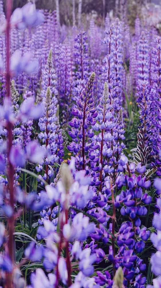 Photograph by Ирина Львова