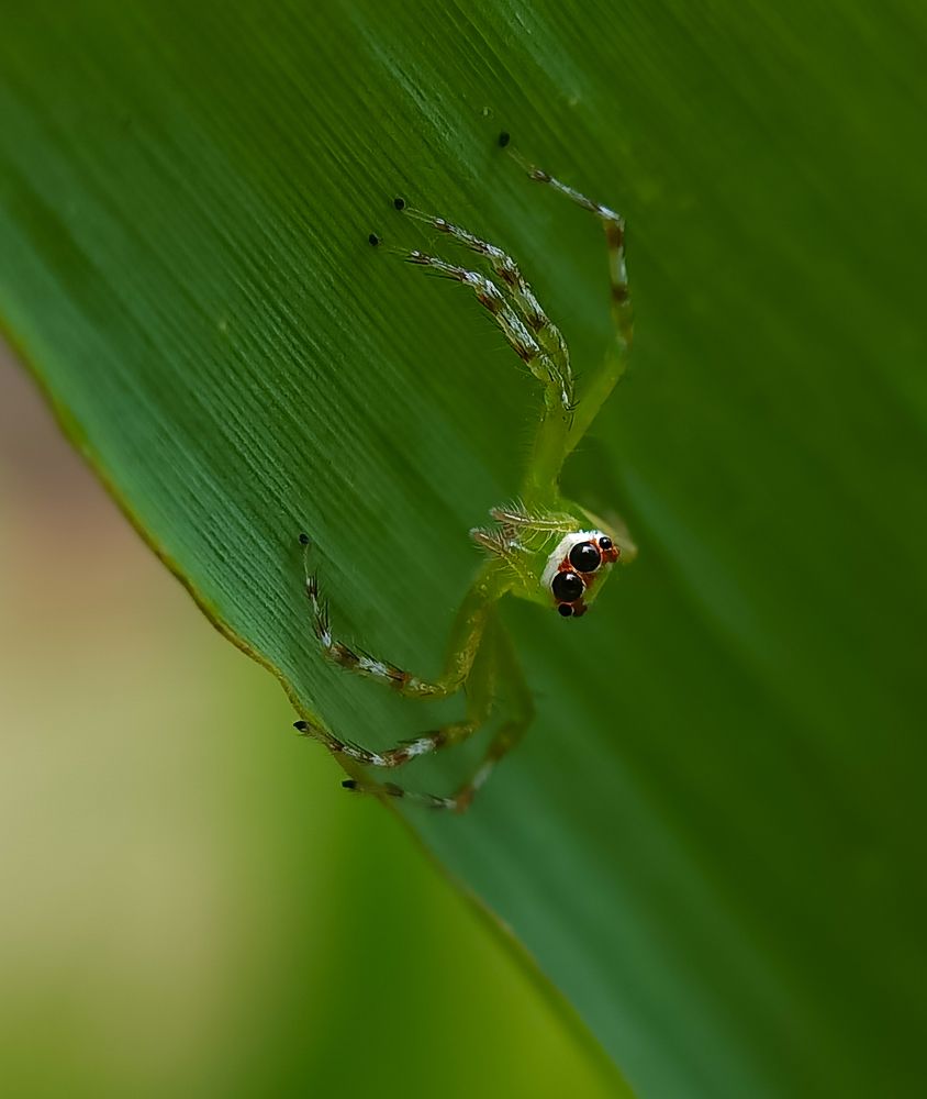 White-spotted green jumping spider