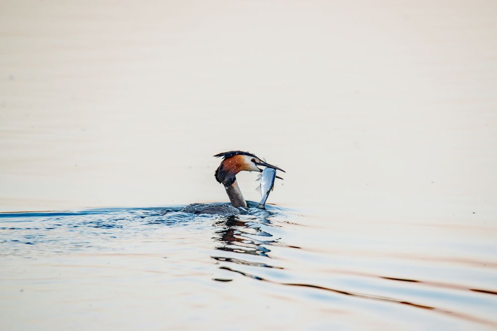 Удачная охота