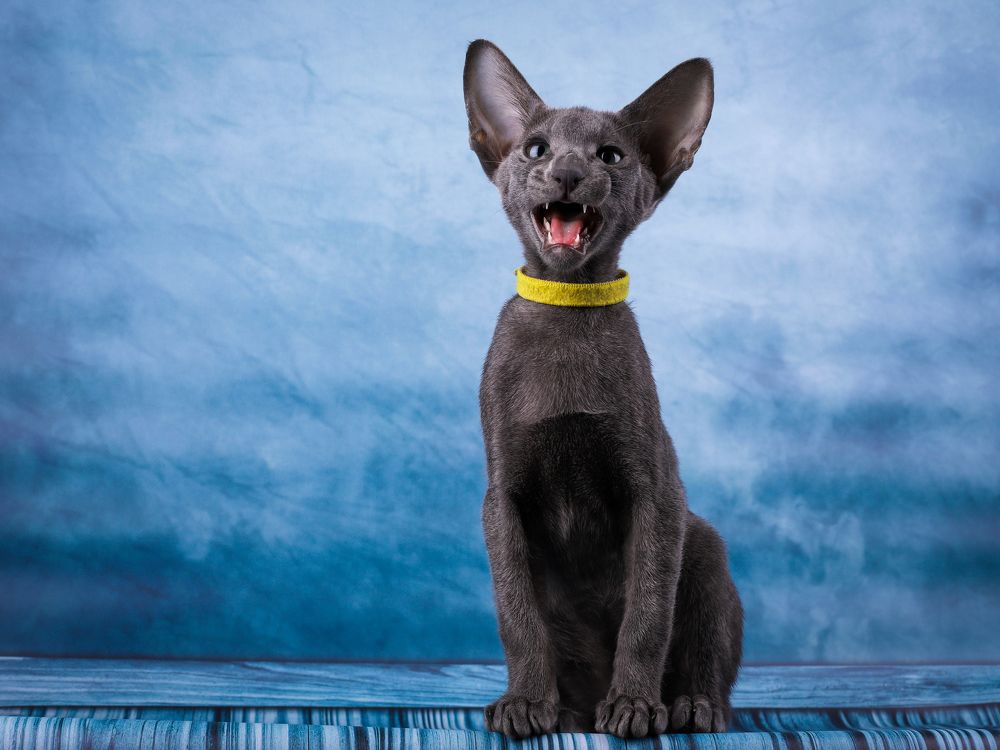 Photograph by Альвина Кузнецова