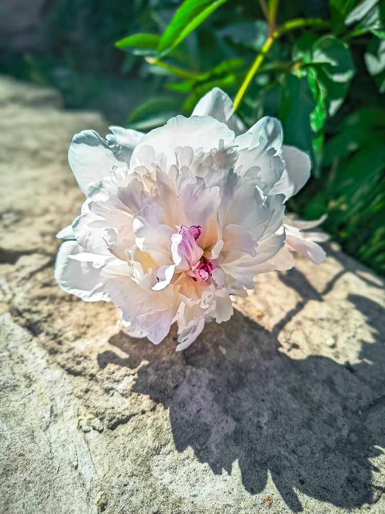 Photograph by Олега Тор