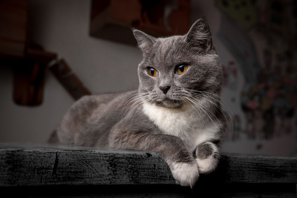 Photograph by Jean pierre