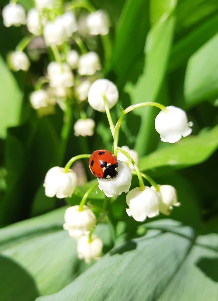 Божья коровка и ландыши/Ladybug and lilies of the valley