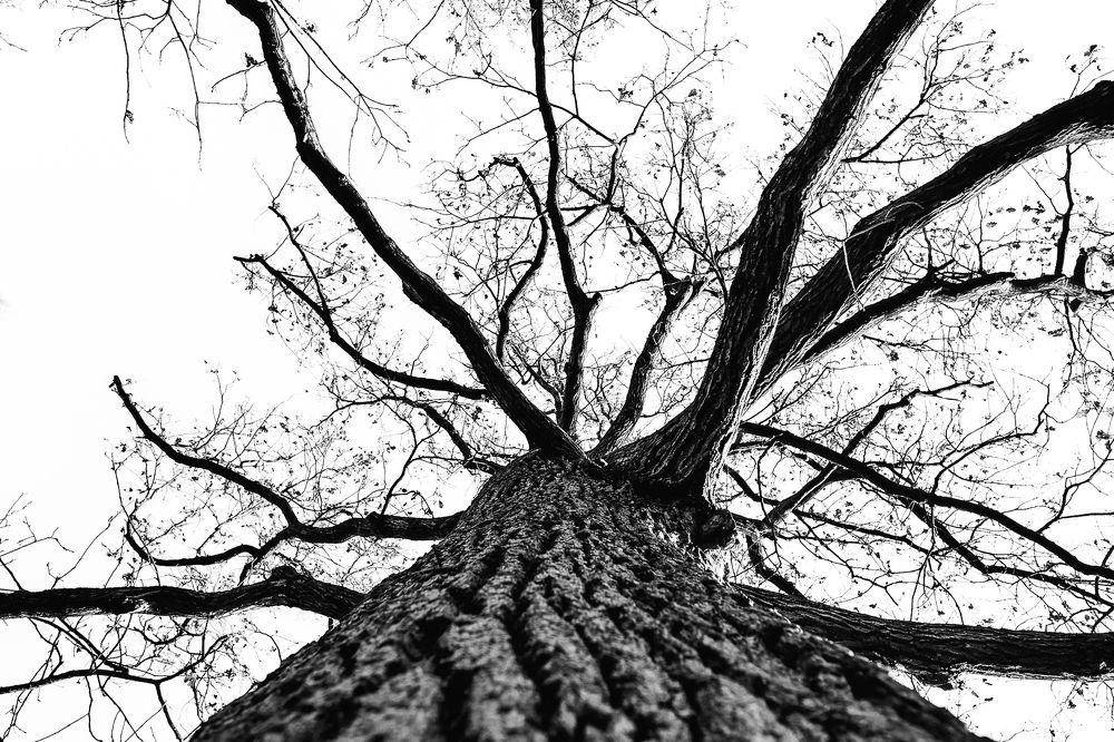 Photograph by Luca Giuseppe Carlo Gandin