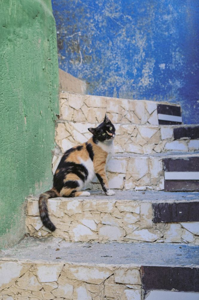 Фотография автора Ольга Забрянская