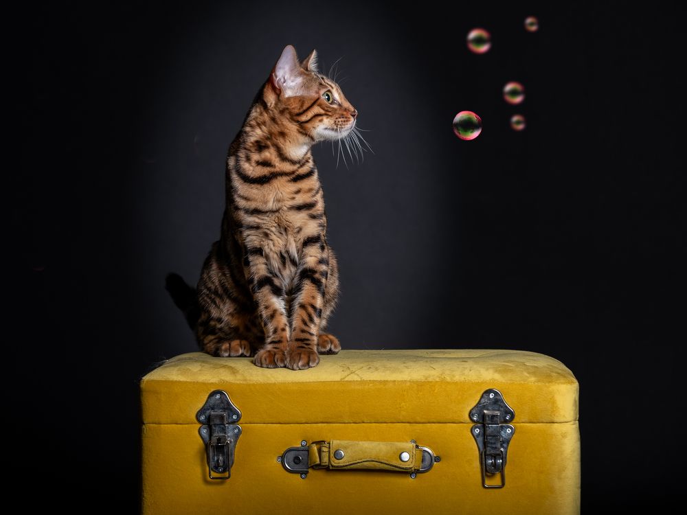 Photograph by Luca Giuseppe Carlo Gandin