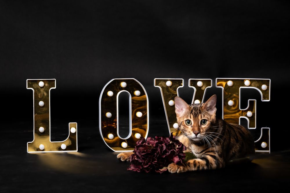 Photograph by Luca Giuseppe Carlo Gandin