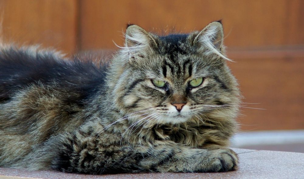 Photograph by Oleg Kabanets