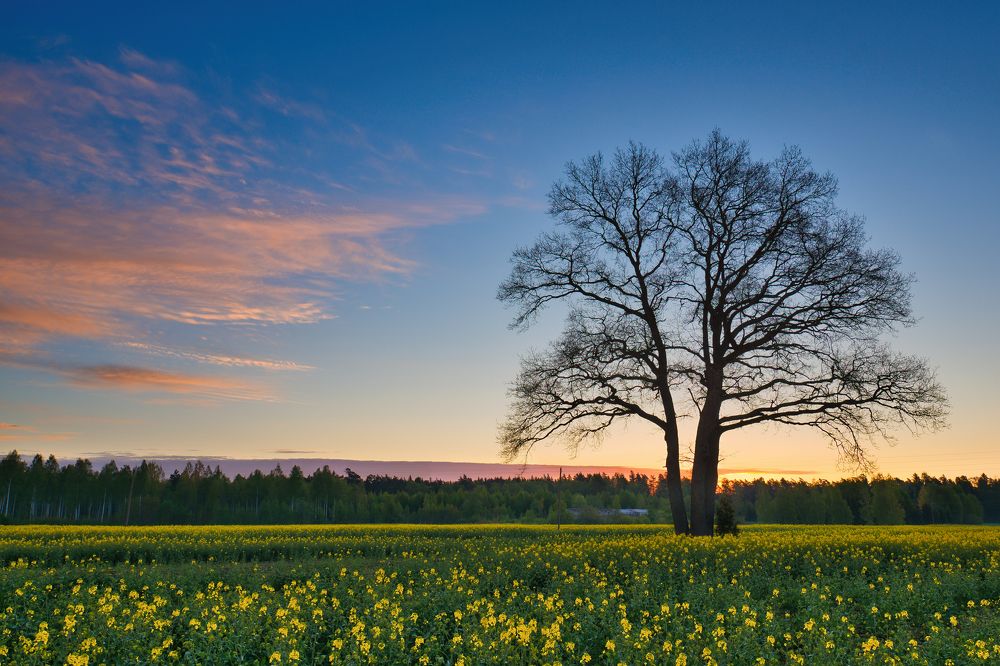 Photograph by Albina Kulikova