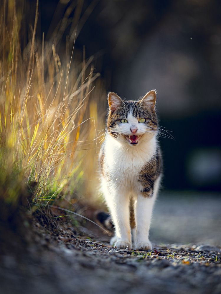 Photograph by Игорь Толкачев