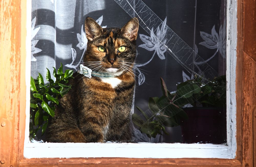 Photograph by Janis Serdienis