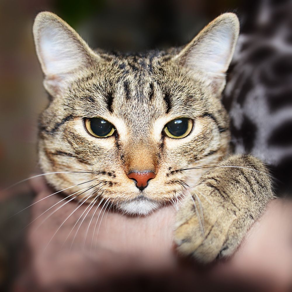 Фотография автора Александр Степочкин