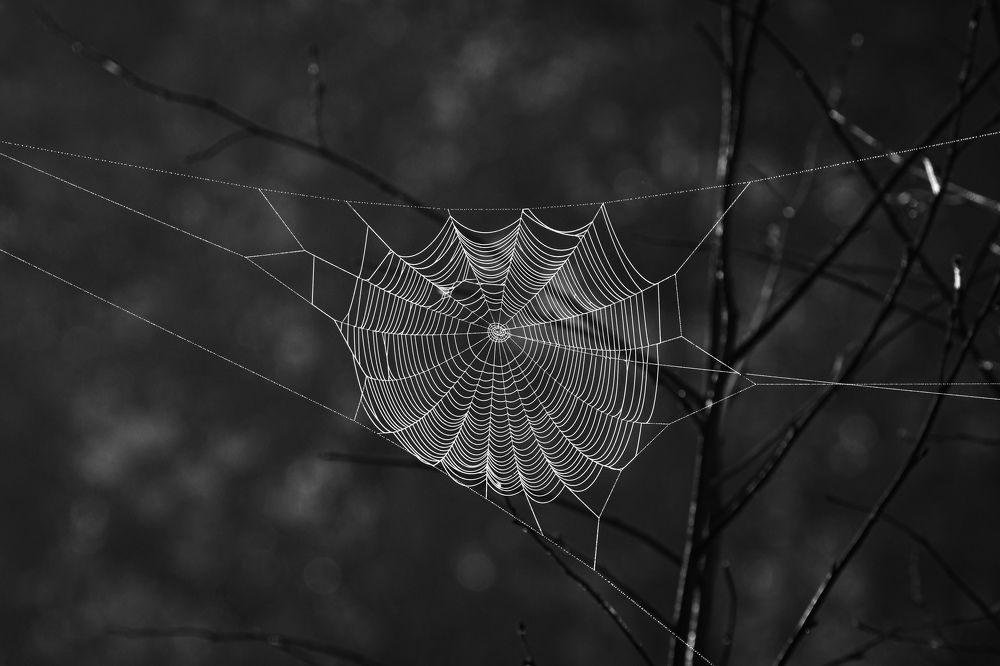 Photograph by Светлана Пронина