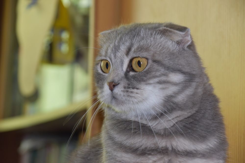 Портрет вислоушки