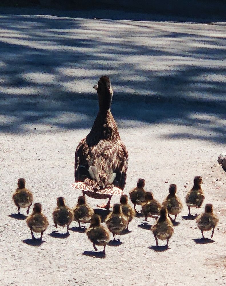 13 маленьких, пушистеньких комочка...