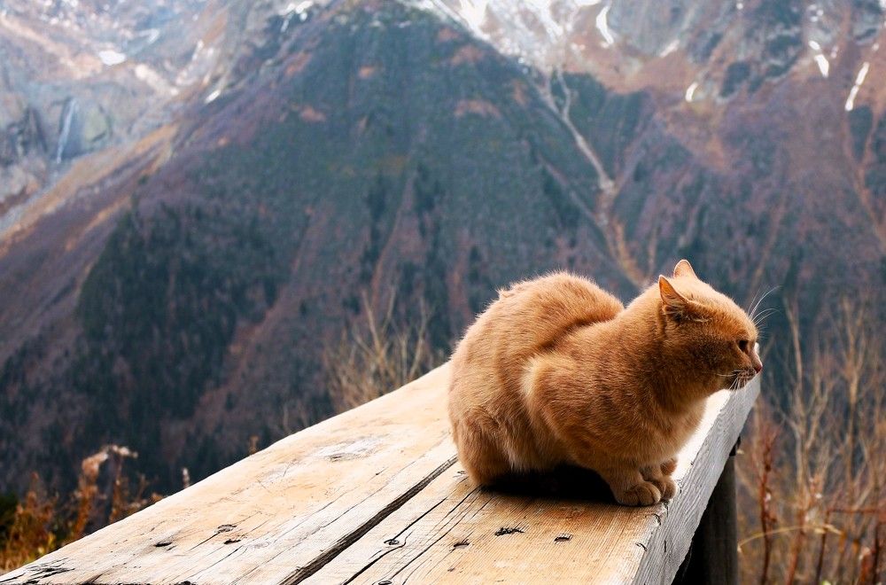 Кот и горы