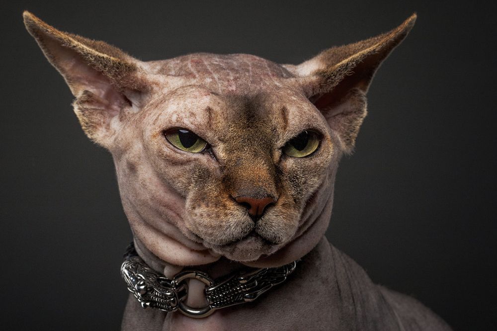 Photograph by Дёгтев Евгений