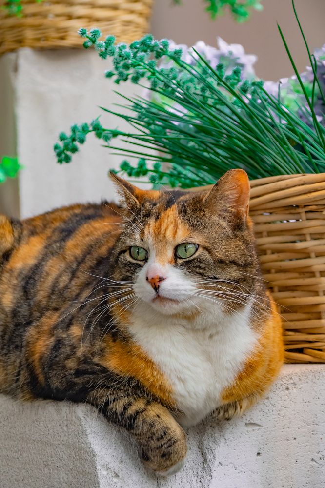 Photograph by Sveta_Poln