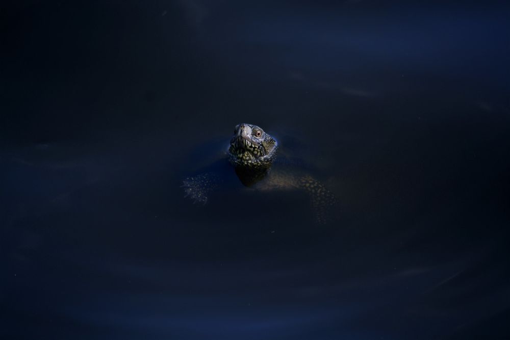 Фотография автора Elmar Seitov