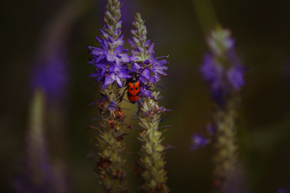 Ароматерапия