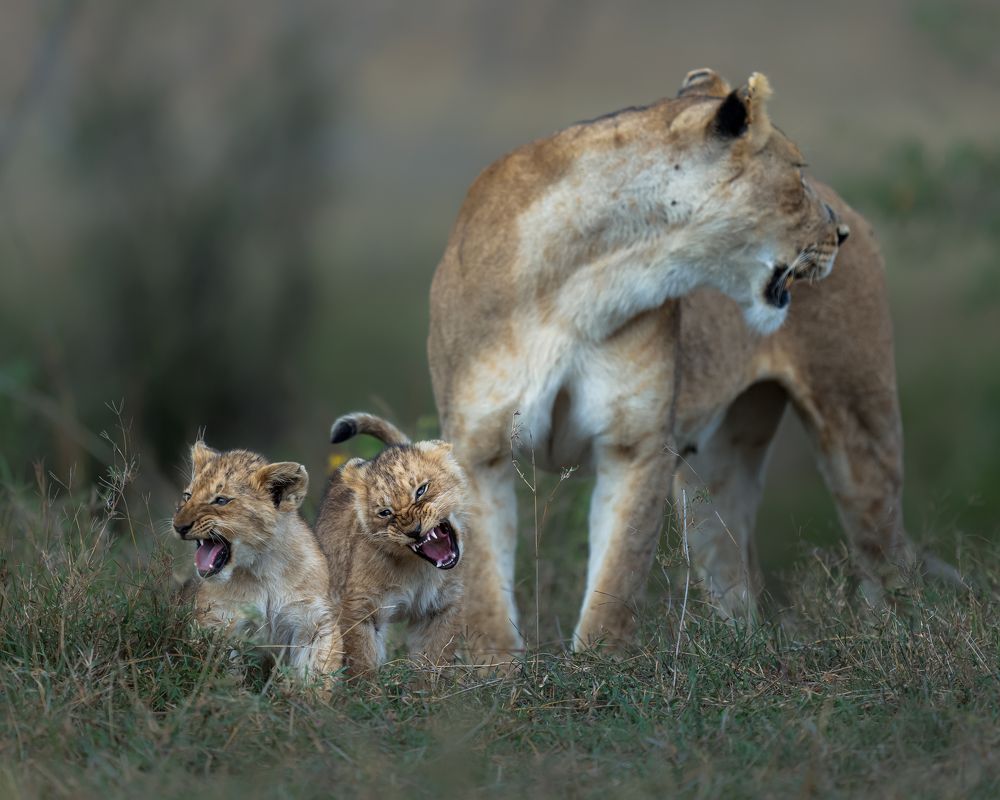 Photograph by Ahmed Sobhi