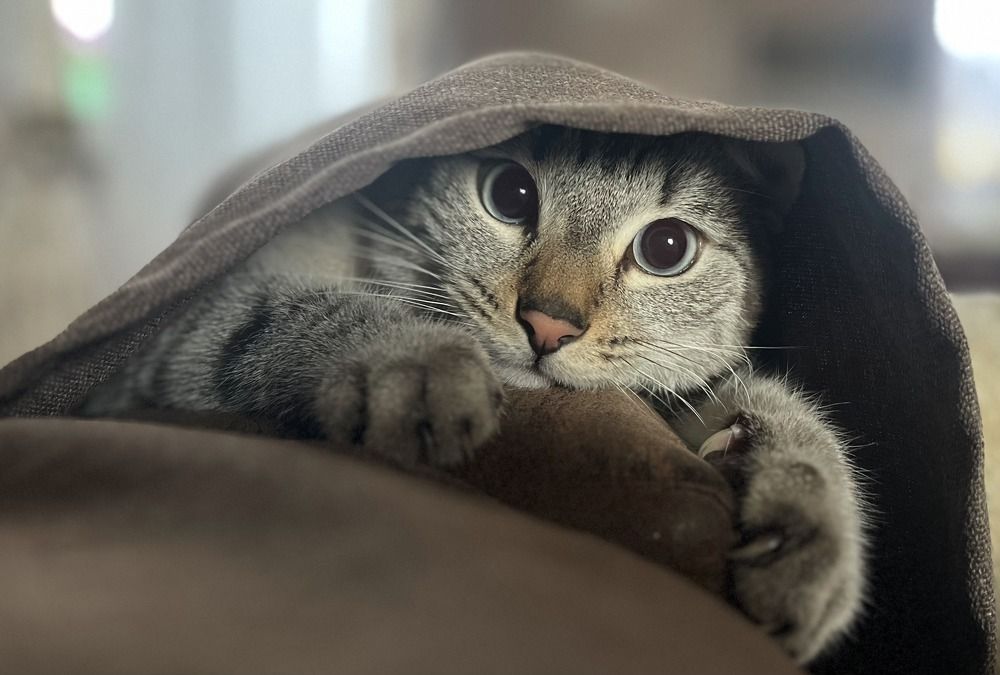 Photograph by Елена Карпухно