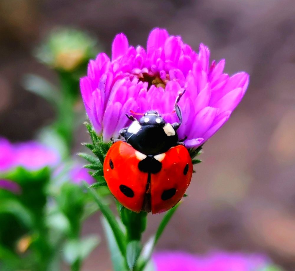 Фотография автора Rafa