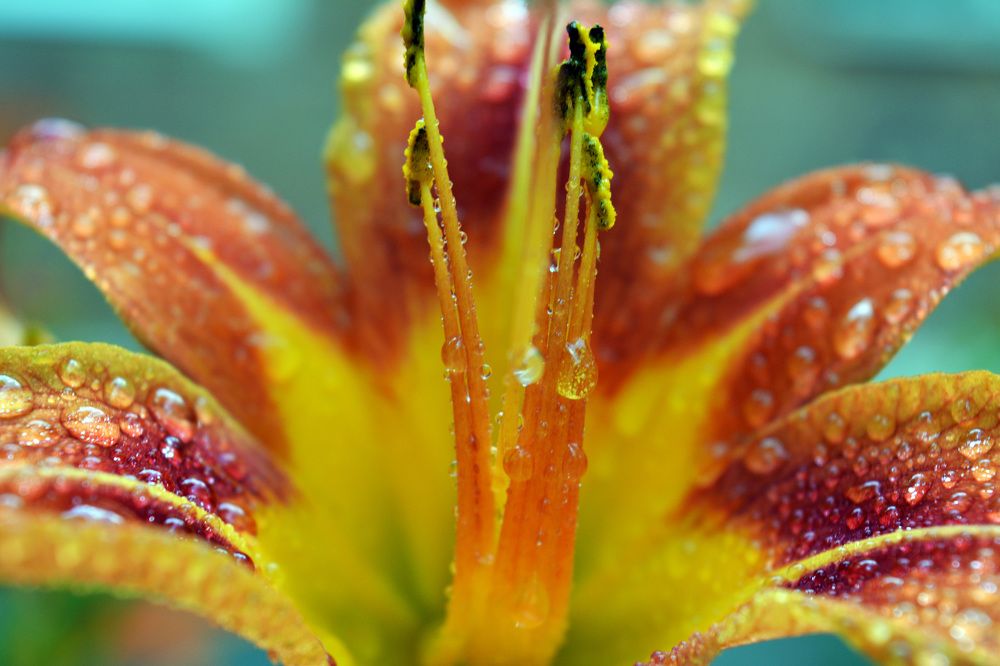 Photograph by Алина Имрановна