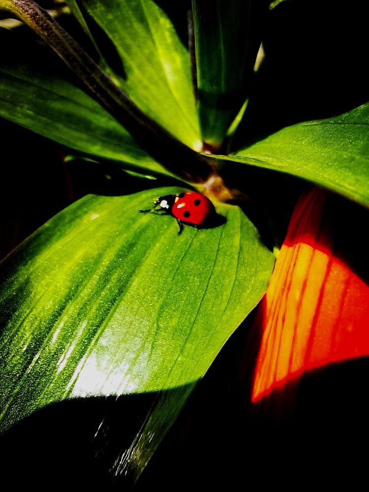 Фотография автора Rafa