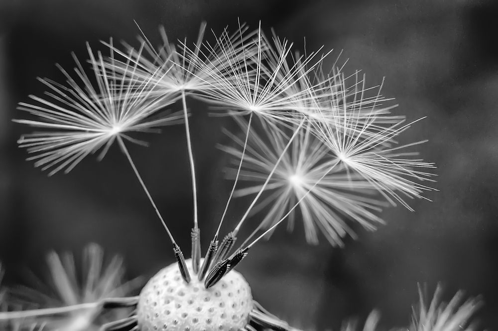 Парашютики