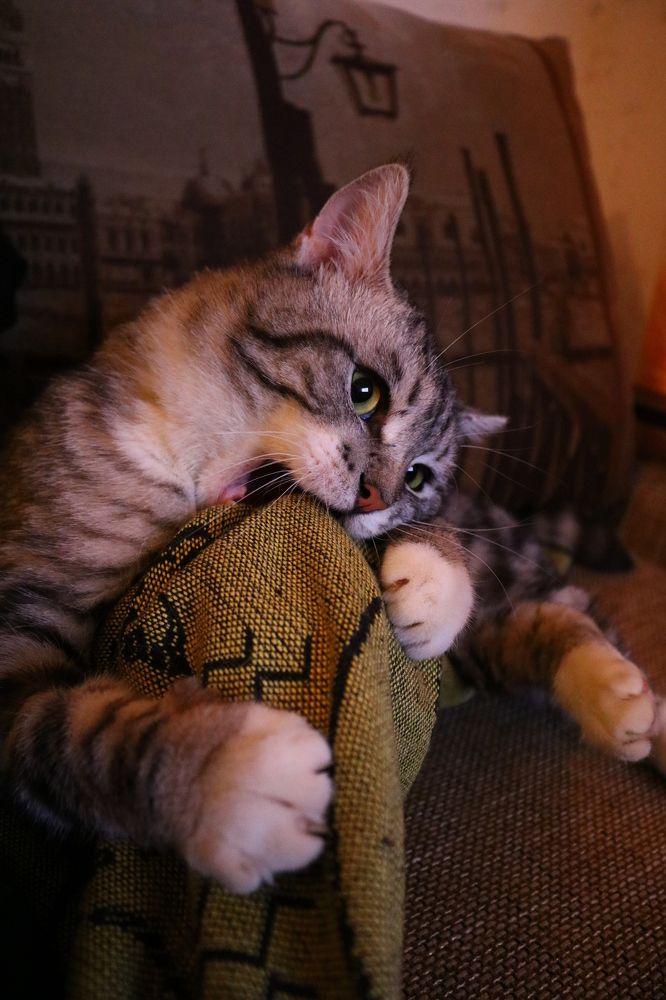 Photograph by Светлана Шуткова