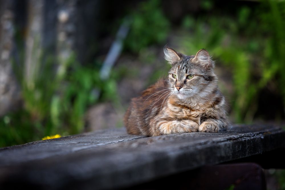 Photograph by Алексей Трифонов