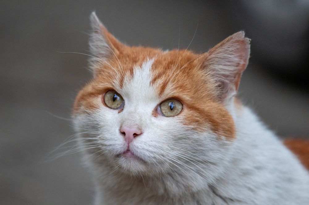 Photograph by Сергей Булышев