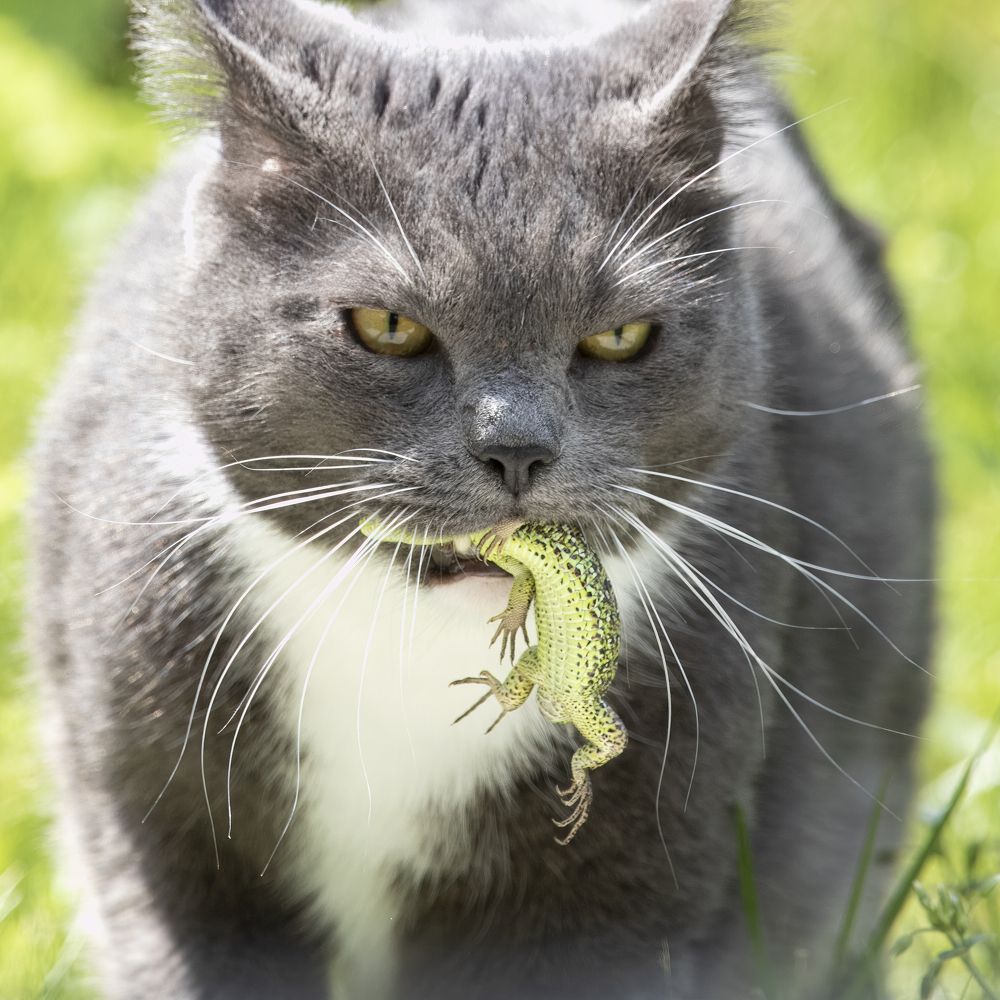 Не такой уж и домашний...